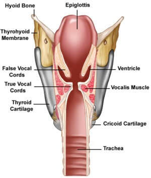 male-throat-anatomy-anatomy-of-human-neck-anatomy-pictures-human-throat-anatomy-throat-anatomy-front-view_orig (1)